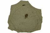 Fossil Samara (Winged Seed) - Green River Formation, Utah #215547-1